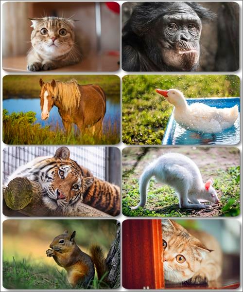 Забавные животные - Коллекция фото обоев (часть 28)