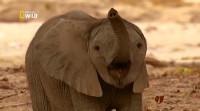      / Secrets of The Desert Elephants (2014) IPTVRip