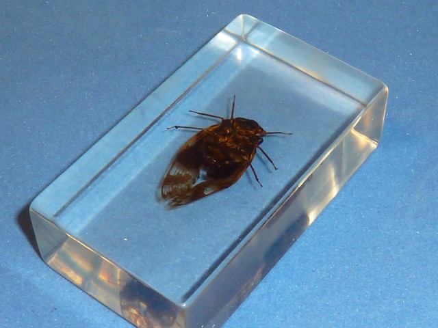 Насекомые №27 - Гималайская цикада (Platypleura)