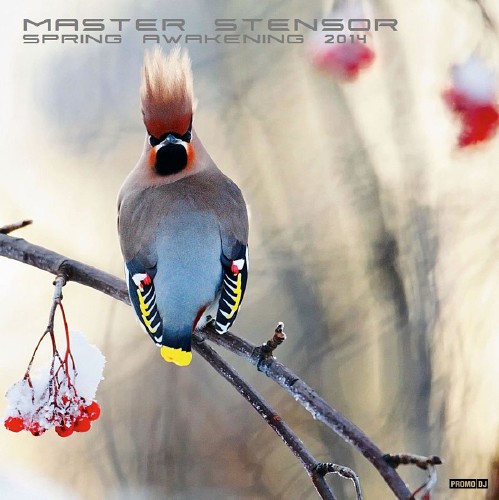 MASTER STENSOR - Spring Awakening 2014