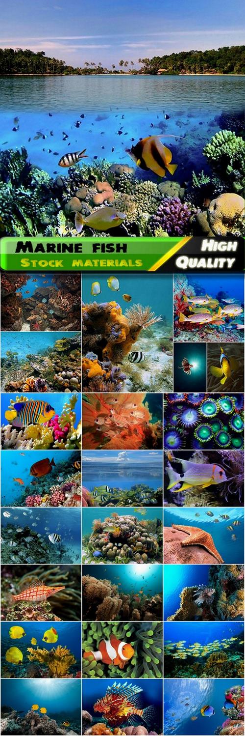Marine fish Stock images - 25 HQ Jpg