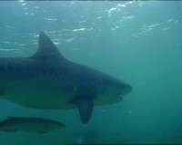 BBC:  (2   2) / BBC: Sharks (2002) DVDRip