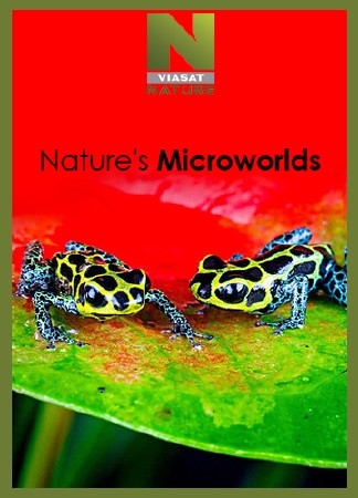     (: 1, : 1-10  10) / Nature's Microworlds (2012) IPTVRip 