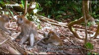   - / Parc national de Gunung Leuser (2013) DVB