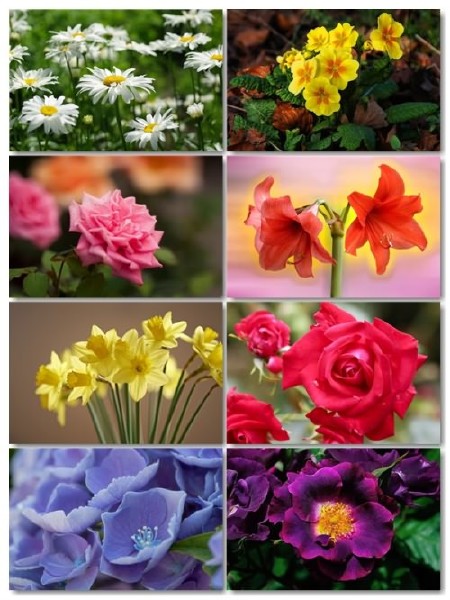 Коллекция прекрасных фото цветов для рабочего стола выпуск 42