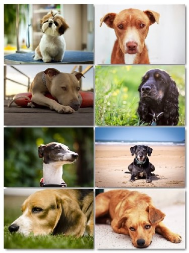 Подборка фото разных пород собак отличного качества выпуск 1