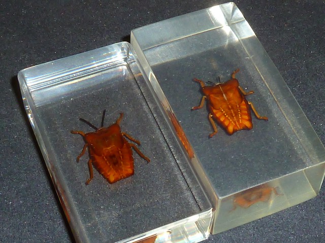 Насекомые №35 - Красный клоп Личи (личинка)(Tesseratoma papillosa)