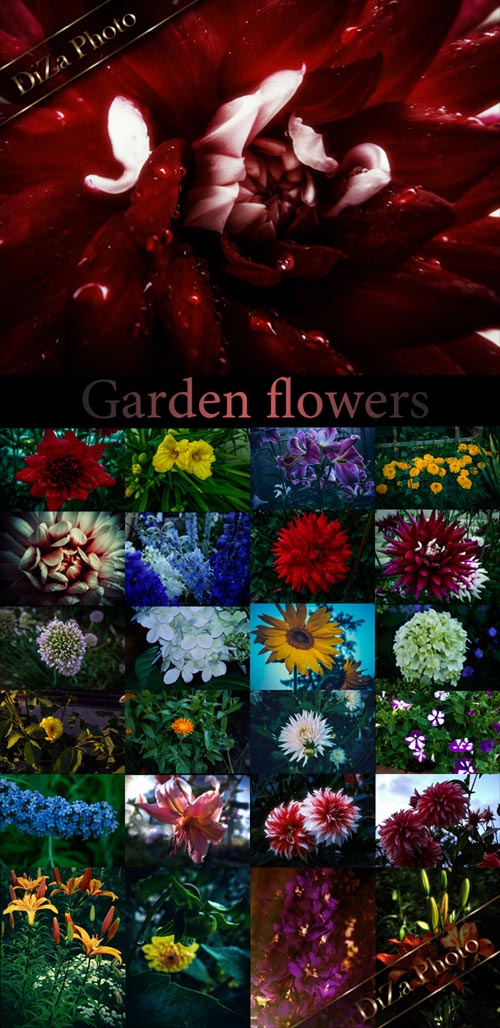 Garden flowers 