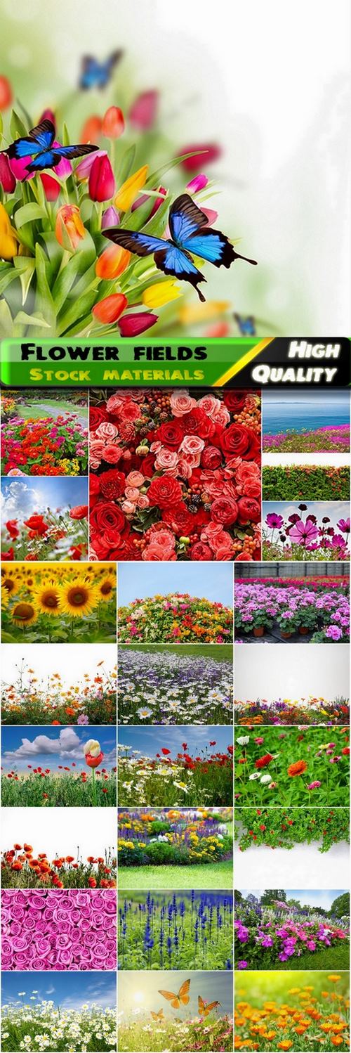 Flower fields Stock images - 25 HQ Jpg