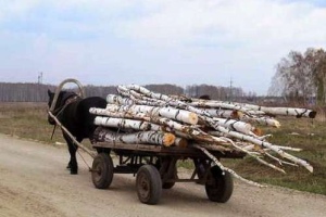 В Столинском районе пенсионер погиб под гужевой повозкой с дровами