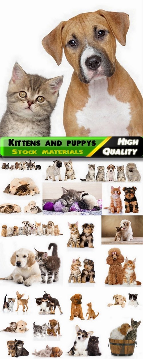 Kittens and puppys Stock images - 25 HQ Jpg
