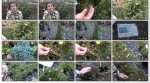Хвойные растения для сада. Виды и сорта можжевельника (2014) WebRip