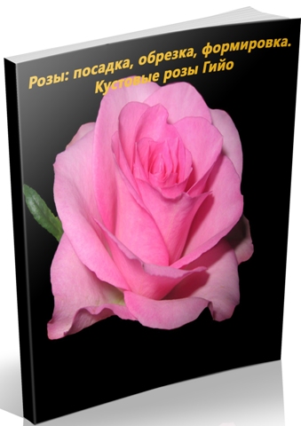 Розы: посадка, обрезка, формировка. Кустовые розы Гийо (2014) WebRip