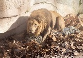В зоопарке Барселоны мужчина прыгнул в вольер со львами