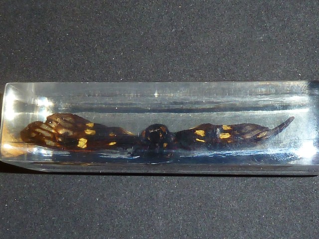 Насекомые №49 - Цикада (Gaeana maculata)