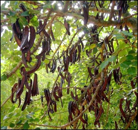 Выращивание из семян-Цератония-Рожковое дерево