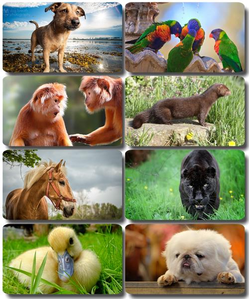 Забавные животные - Коллекция фото обоев (часть 49)