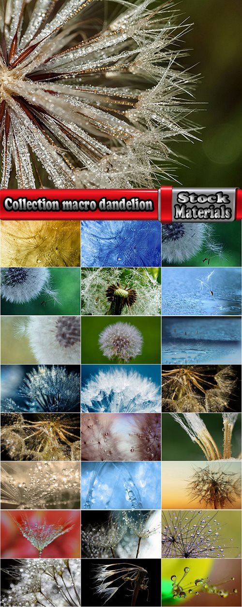 Collection macro dandelion seeds dandelion fluff 25 HQ Jpeg