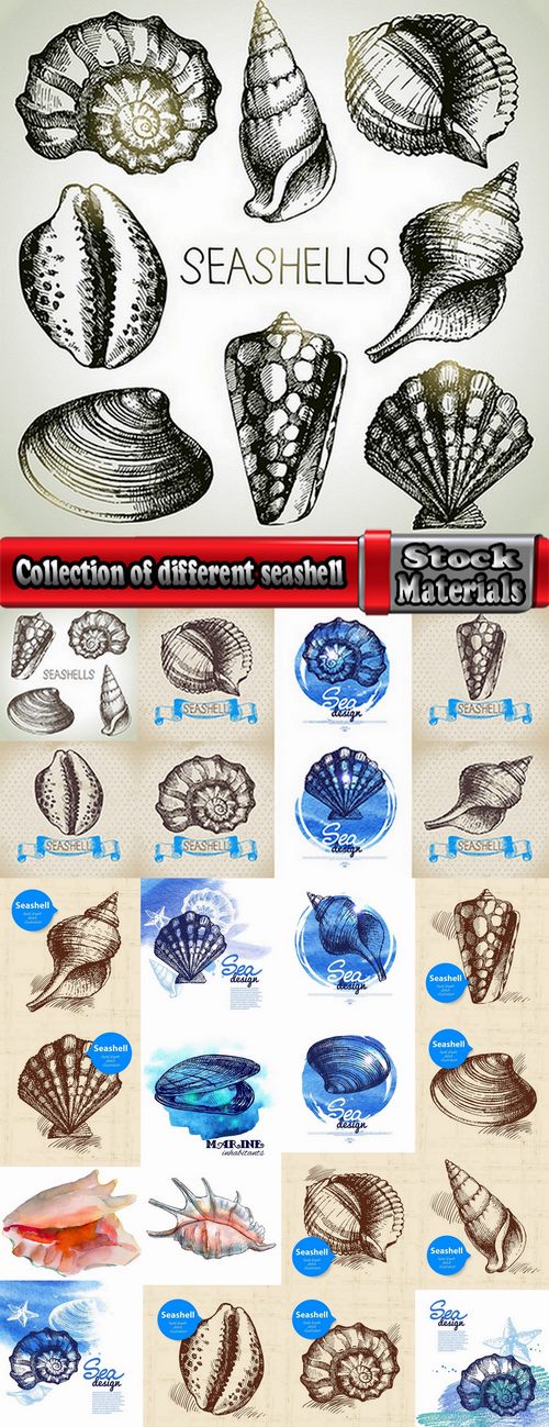 Collection of different vector picture painted seashell sink 25 Eps