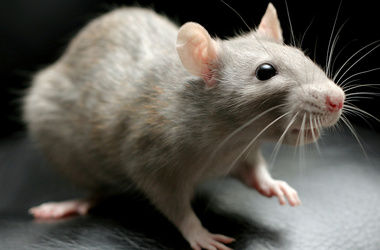 Ученые смогли вырастить крыс женского пола с мужским мозгом