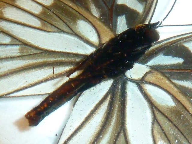 Бабочки №88 - Переливница никтелиус (Euripus nyctelius)