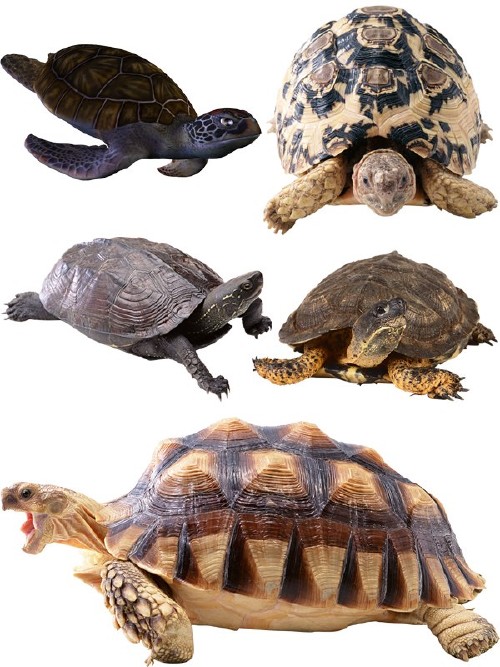 Пресмыкающиеся: Черепахи (наземные и водные) подборка