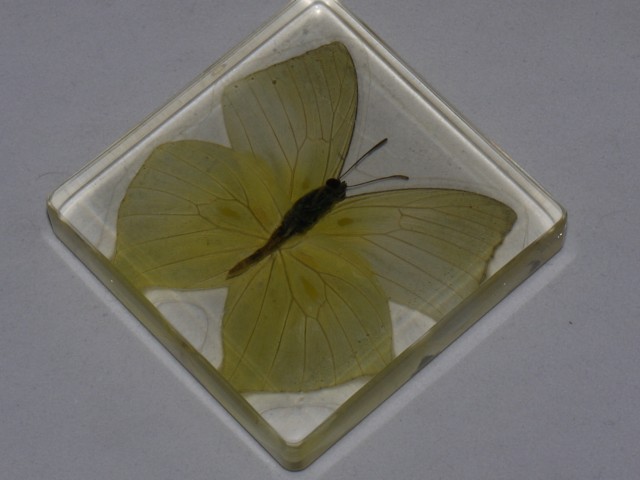 Бабочки №89 - Катопсилия сцилла (Catopsilia scylla)