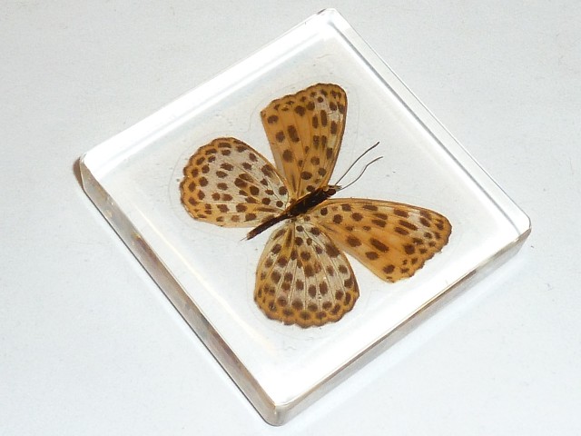 Бабочки №90 - Перломутровка дафна (Brentis daphne)