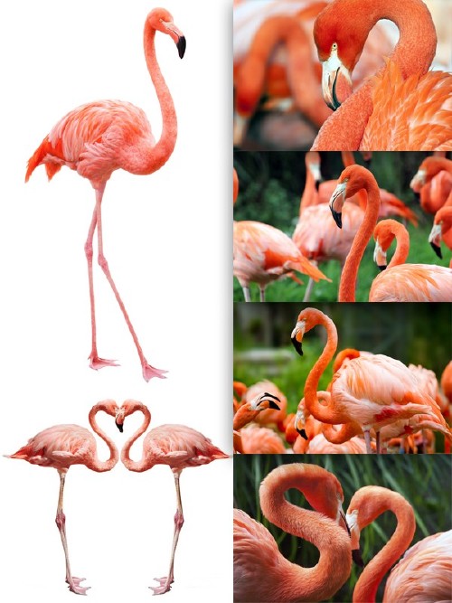 Фламинго розовый (обыкновенный) подборка изображений