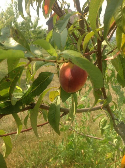 Какие сорта персиков можно выращивать в подмосковье?